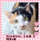 雑種