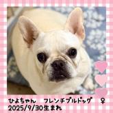 フレンチブルドッグ