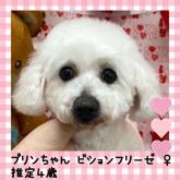 ビションフリーゼ