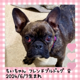 フレンチブルドッグ