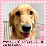 ゴールデンレトリバー