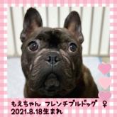 フレンチブルドッグ