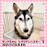 シベリアンハスキー