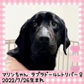 ラブラドールレトリバー