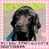 ラブラドールレトリバー