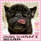 フレンチブルドッグ