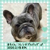 フレンチブルドッグ