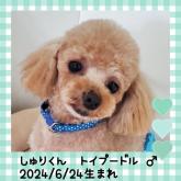トイプードル