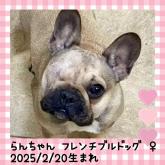 フレンチブルドッグ