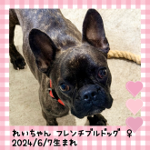 フレンチブルドッグ