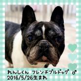 フレンチブルドッグ