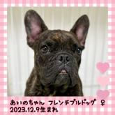 フレンチブルドッグ