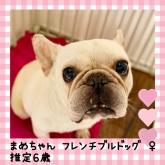 フレンチブルドッグ