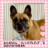 フレンチブルドッグ