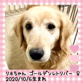 ゴールデンレトリバー