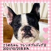 フレンチブルドッグ