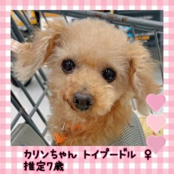 ペット 里親 神奈川 子犬