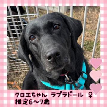 犬 × ラブラドールレトリバーの里親募集一覧｜ハグー -みんなのペット里親情報