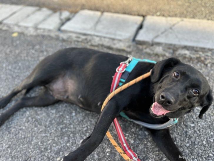犬の里親募集】千葉県・ラブラドールレトリバー・☆ラブラドールの