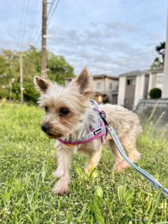 犬の里親募集】千葉県・ヨークシャーテリア・☆ヨーキーのべべちゃん