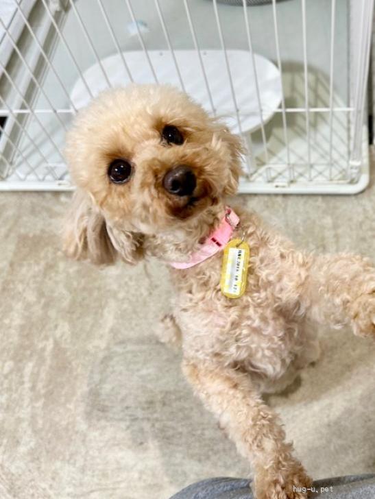 犬の里親募集】千葉県・トイプードル・☆トイプードルのハルヒちゃん