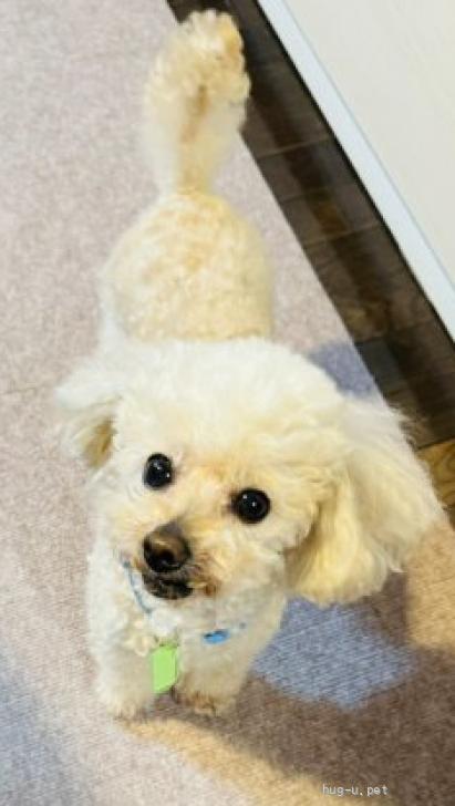 犬の里親募集】千葉県・トイプードル・☆トイプードルのセブンくん