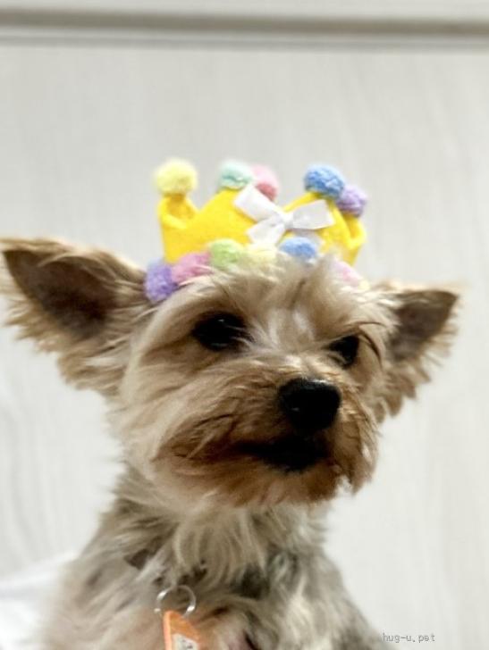 犬の里親募集】千葉県・ヨークシャーテリア・☆ヨーキーのべべちゃん