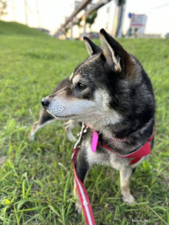 犬の里親募集】千葉県・柴犬・☆柴犬のはなちゃん☆（ID:2406-01152）｜ハグー -みんなのペット里親情報