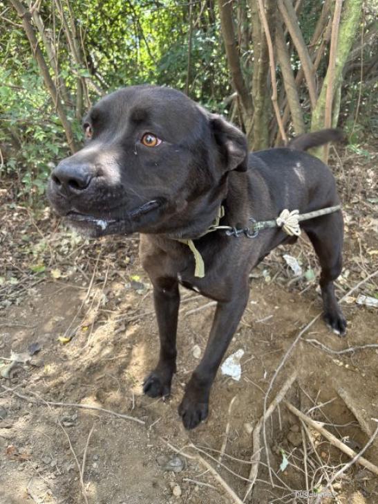 犬の里親募集】三重県・雑種・人懐っこい見ていて癒される大型犬のワン