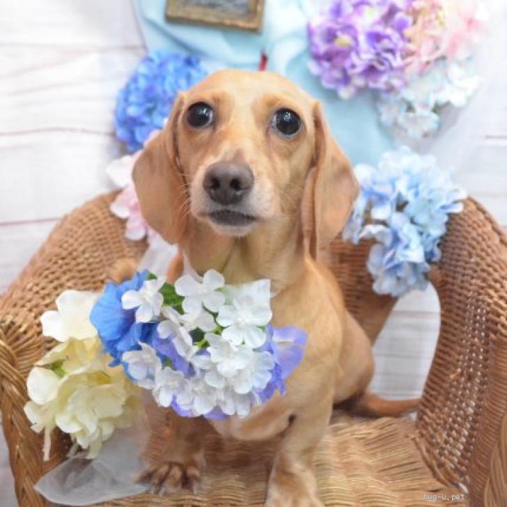 犬の里親募集】岩手県・ミニチュアダックスフンド(スムース)・☆かのこ