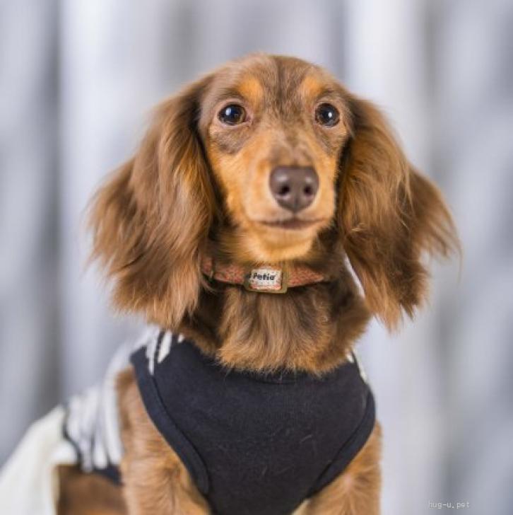 犬の里親募集】岩手県・カニンヘンダックスフンド(ロング)・☆もずく