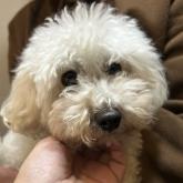トイプードル