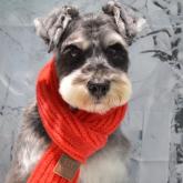 ミニチュアシュナウザー