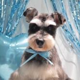 ミニチュアシュナウザー