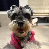 ミニチュアシュナウザー