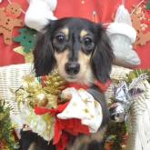 ミニチュアダックスフンド(ロング)