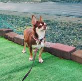 チワワ(スムース)