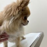 チワワ(ロング)