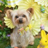 ヨークシャーテリア