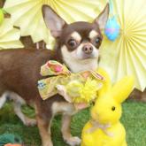 チワワ(スムース)