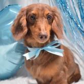 ミニチュアダックスフンド(ロング)