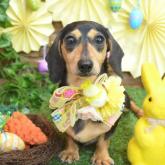 ミニチュアダックスフンド(スムース)