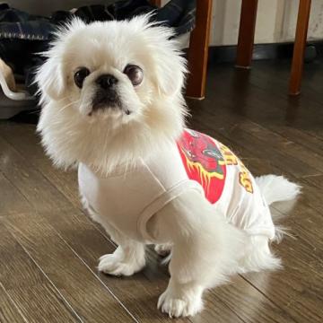 犬 山形県の里親募集一覧 ハグー みんなのペット里親情報