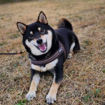 犬 × 東京都 × 柴犬の里親募集一覧｜ハグー -みんなのペット里親情報