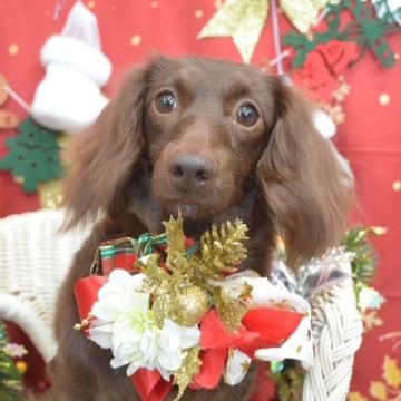 犬 × 山形県 × ミニチュアダックスフンド(ロング)の里親募集一覧