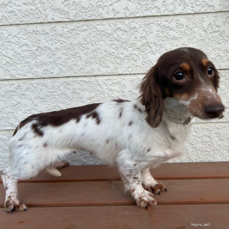 犬の里親募集】岩手県・ミニチュアダックスフンド(ロング)・☆ぶらん