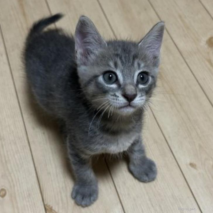 猫の里親募集】岩手県・雑種・☆ましゅ＆にゃんた☆里親さま募集中