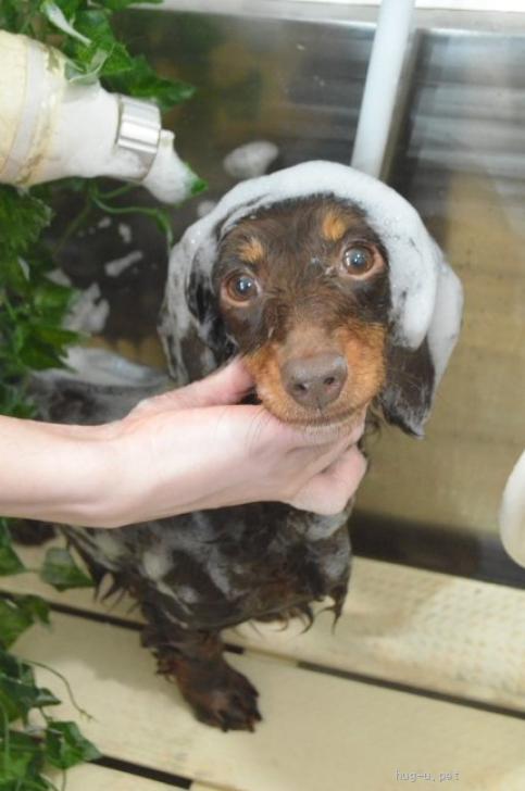 犬の里親募集】岩手県・ミニチュアダックスフンド(ロング)・☆ゆべし