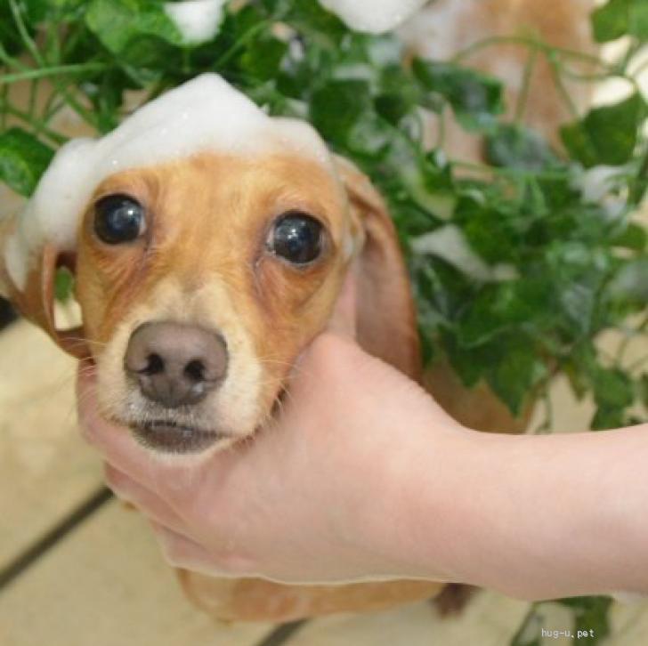 犬の里親募集】岩手県・ミニチュアダックスフンド(スムース)・☆かのこ