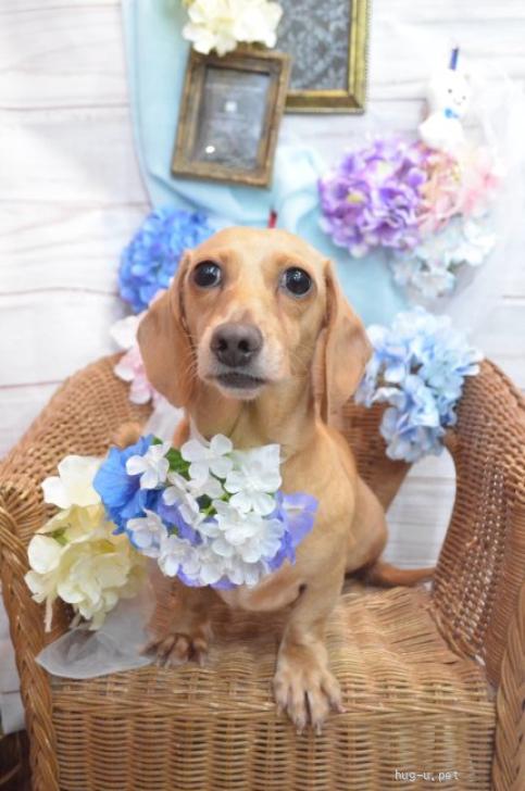 犬の里親募集】岩手県・ミニチュアダックスフンド(スムース)・☆かのこ